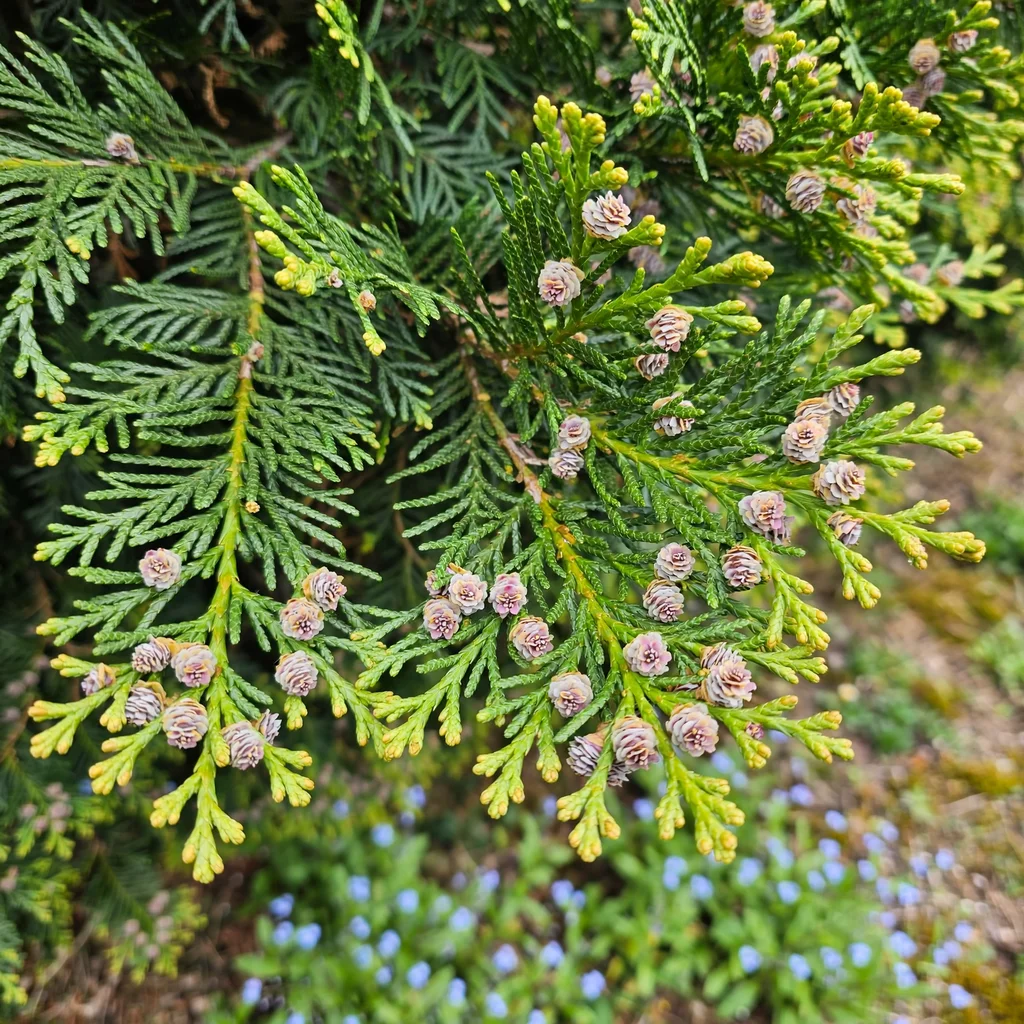 Leyland Cypress