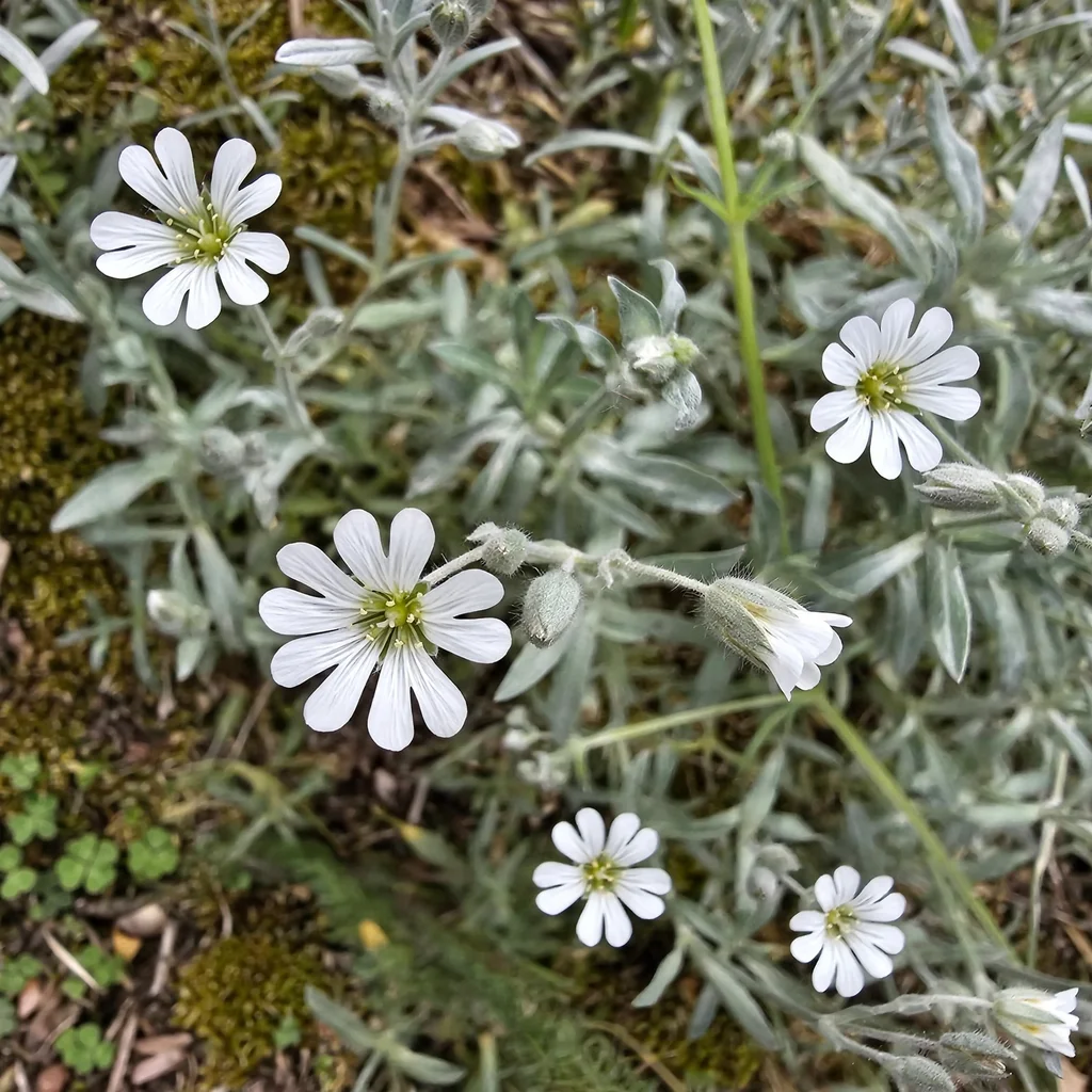 Field Chickweed