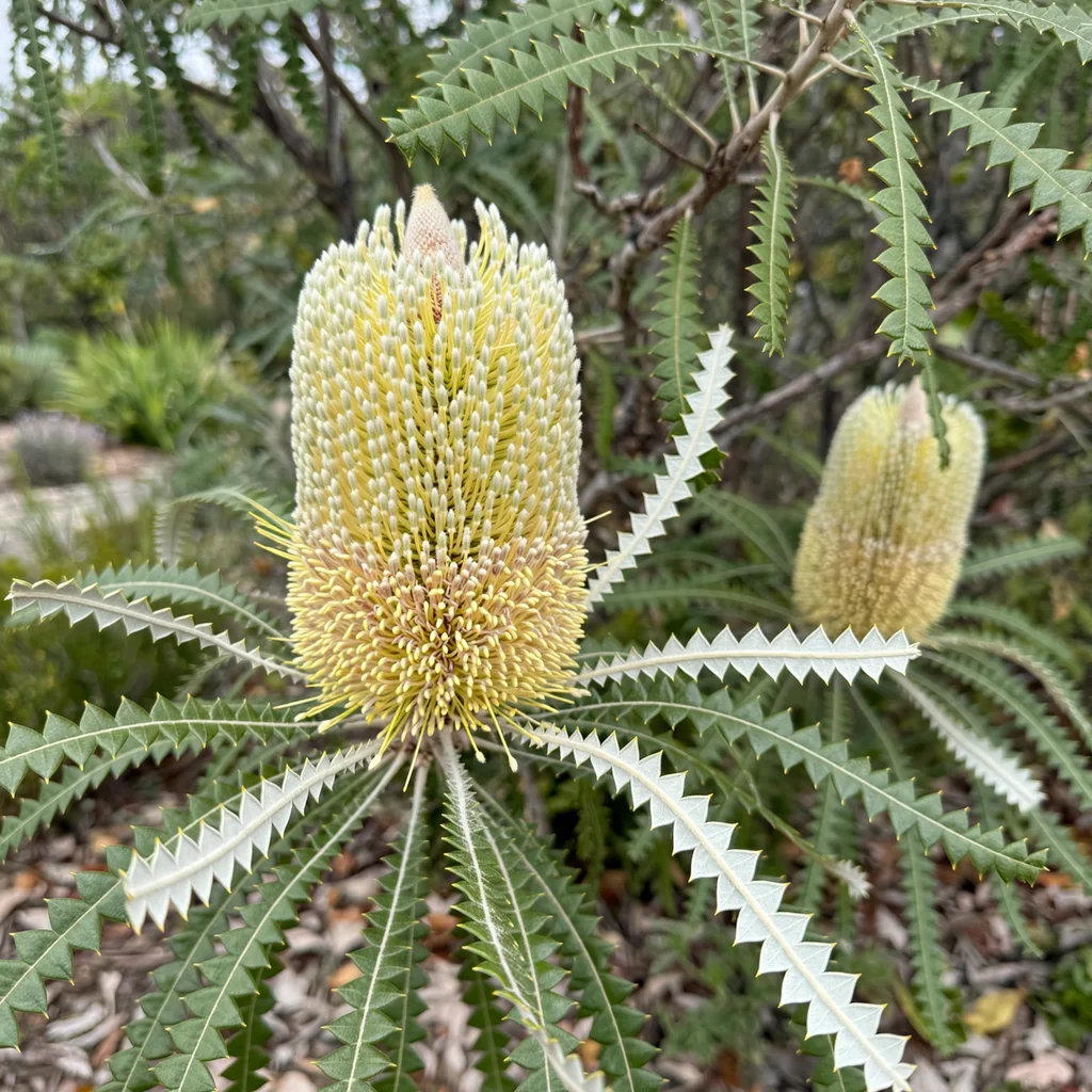 Showy Banksia