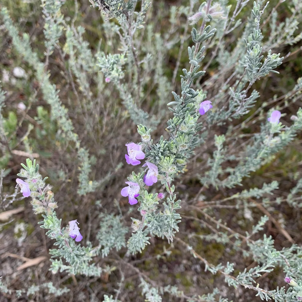 False Rosemary