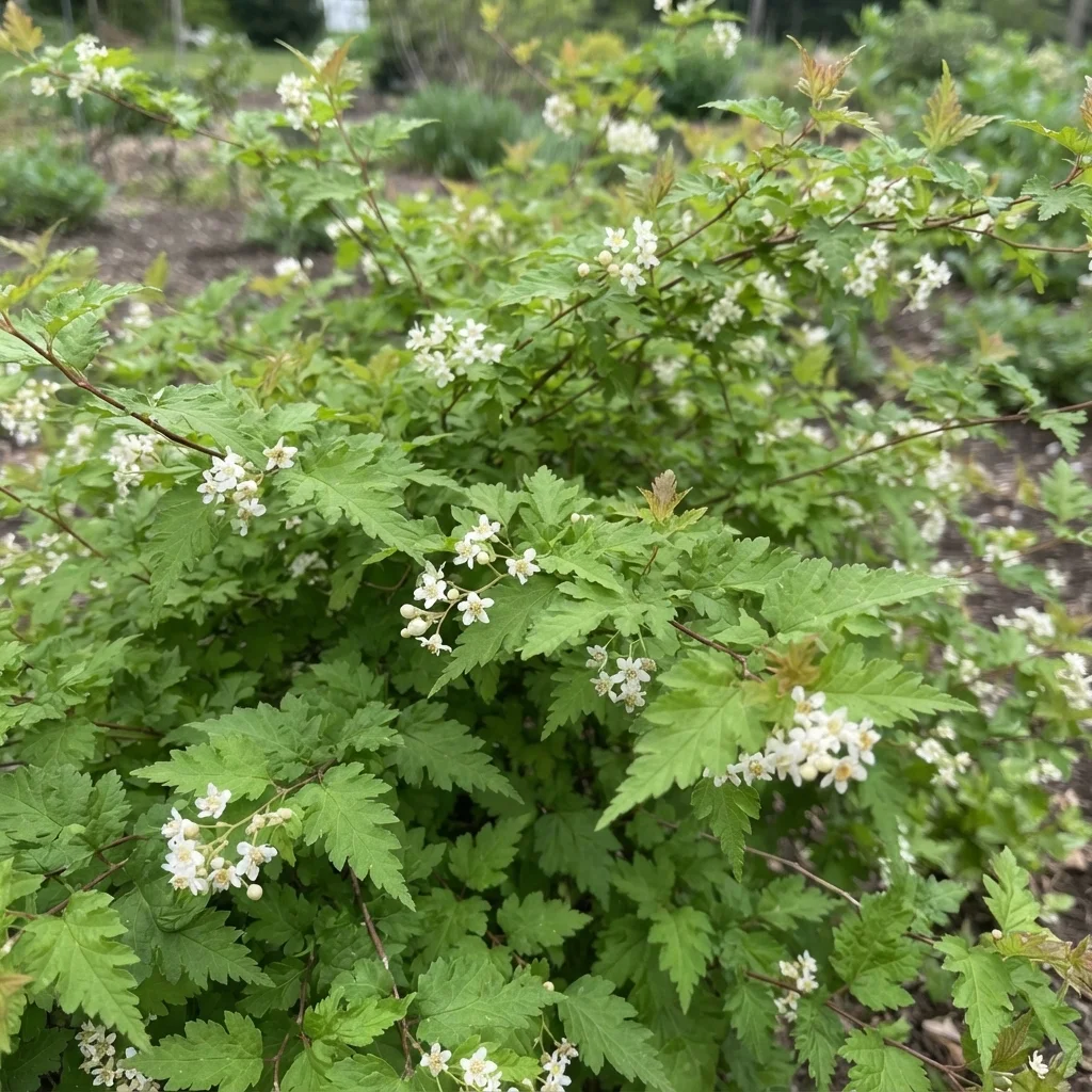 Laceshrub