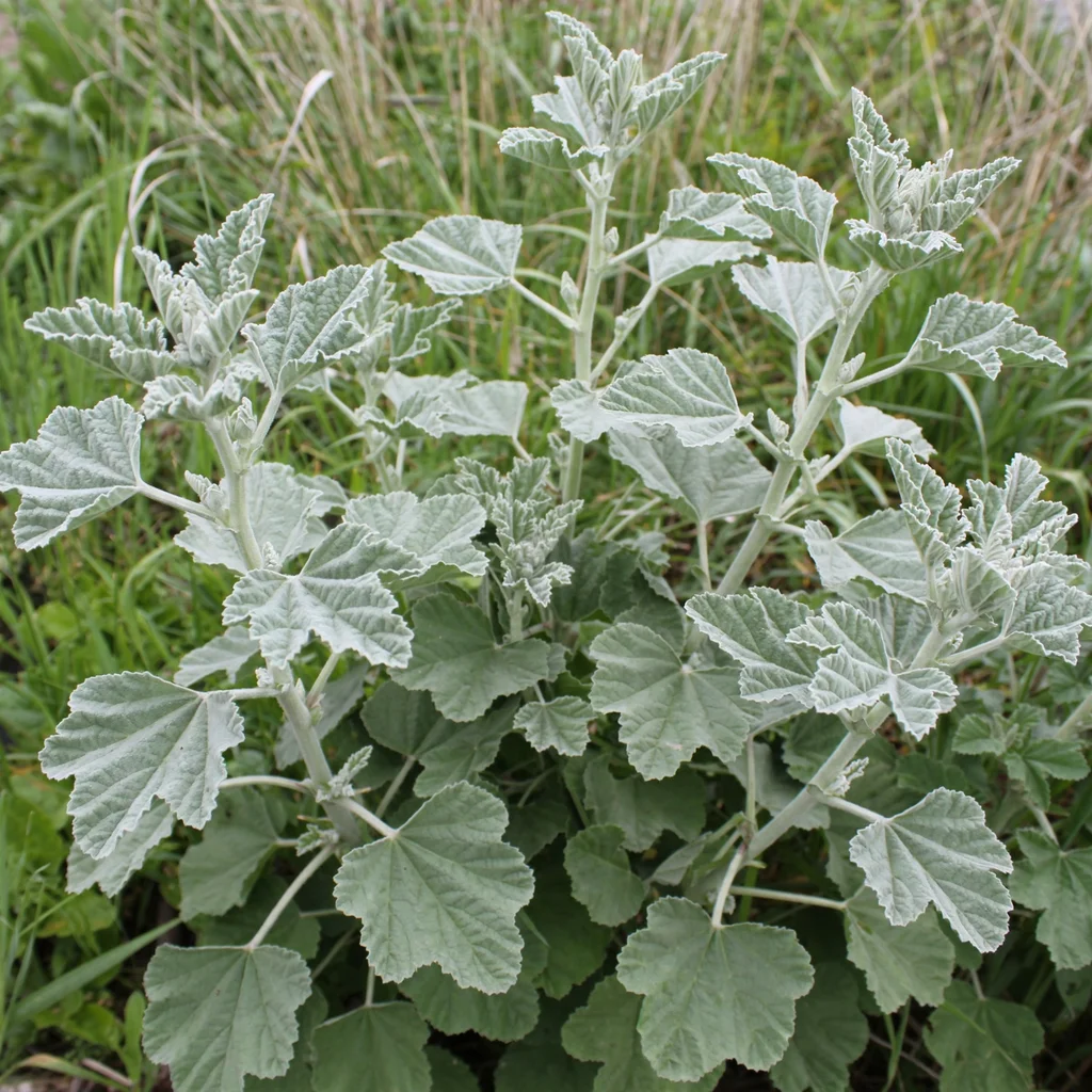 Marsh Mallow