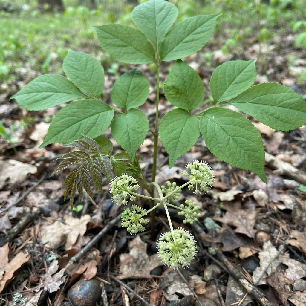 Wild Sarsaparilla