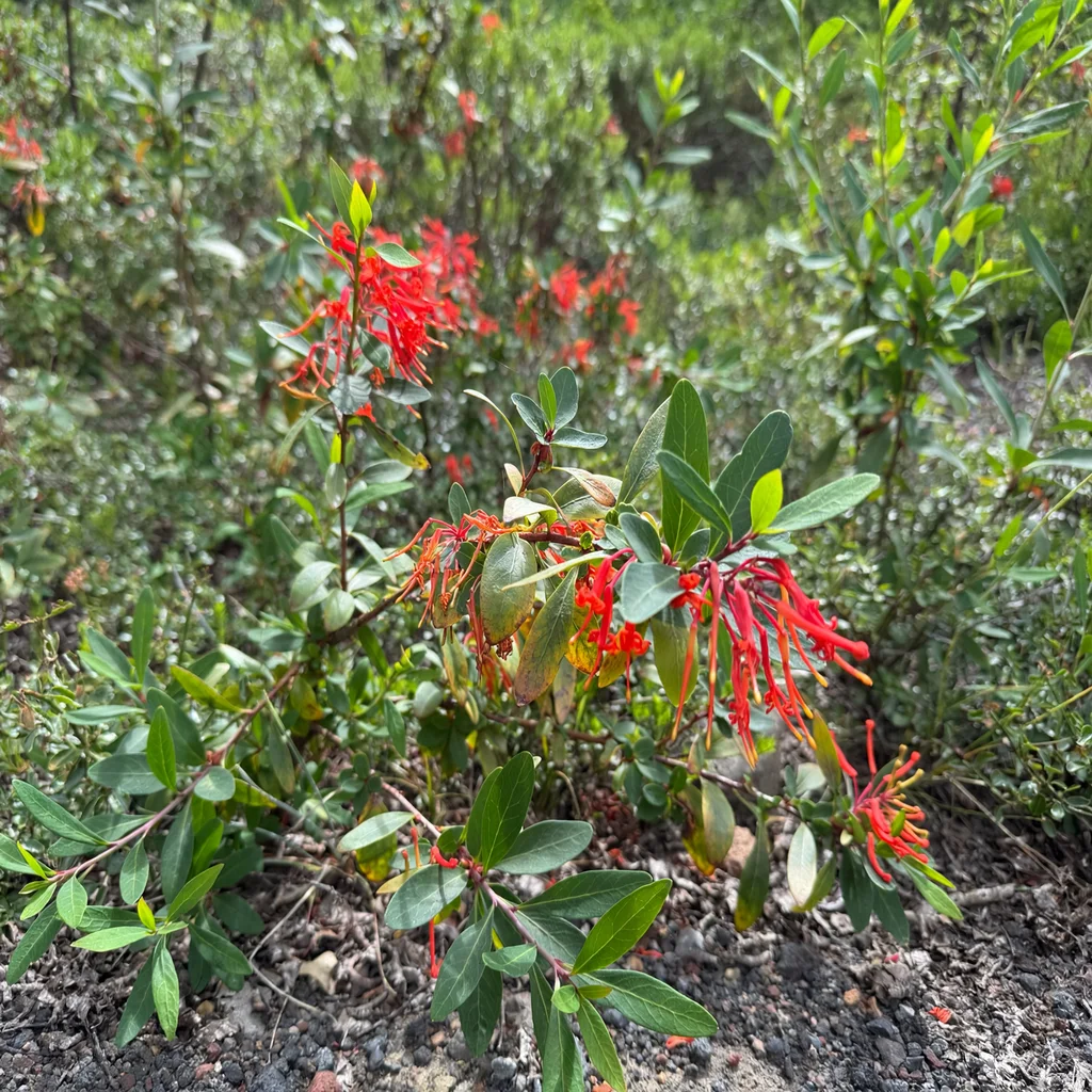 Chilean Fire Bush