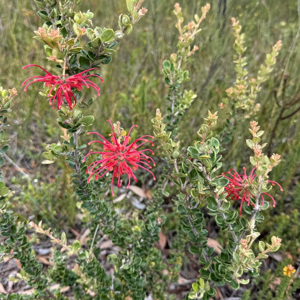 Red Spider Flower