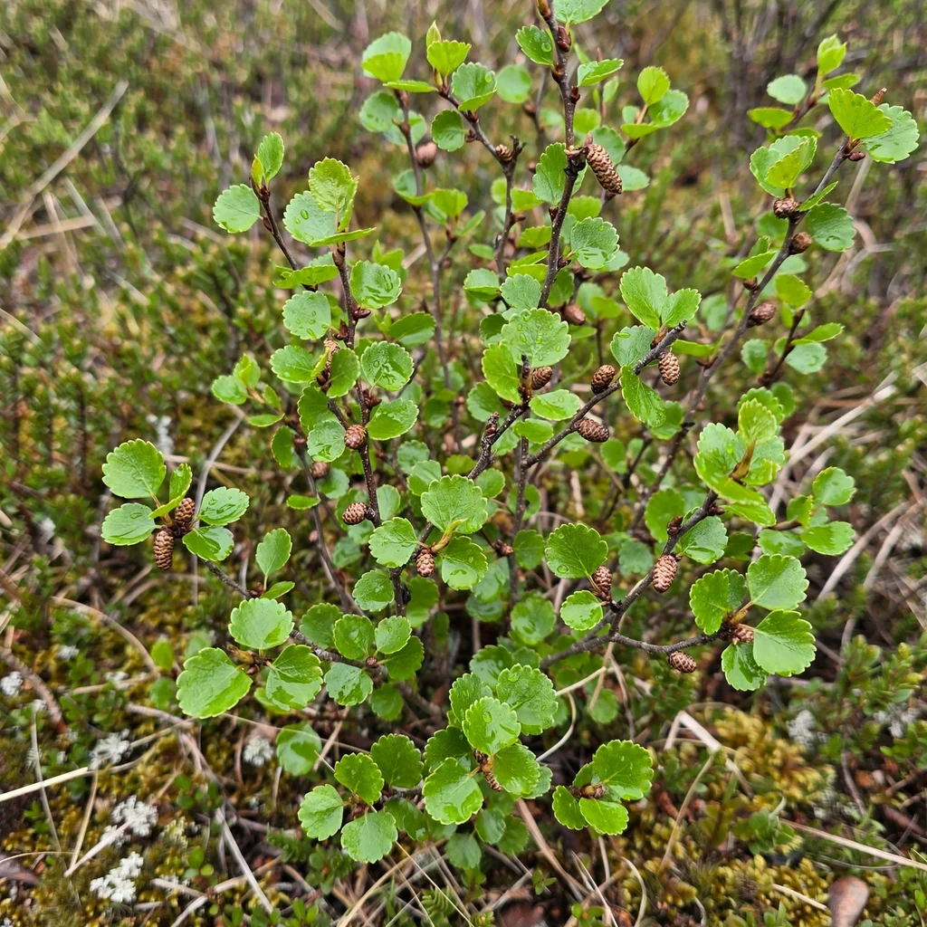 Dwarf Birch