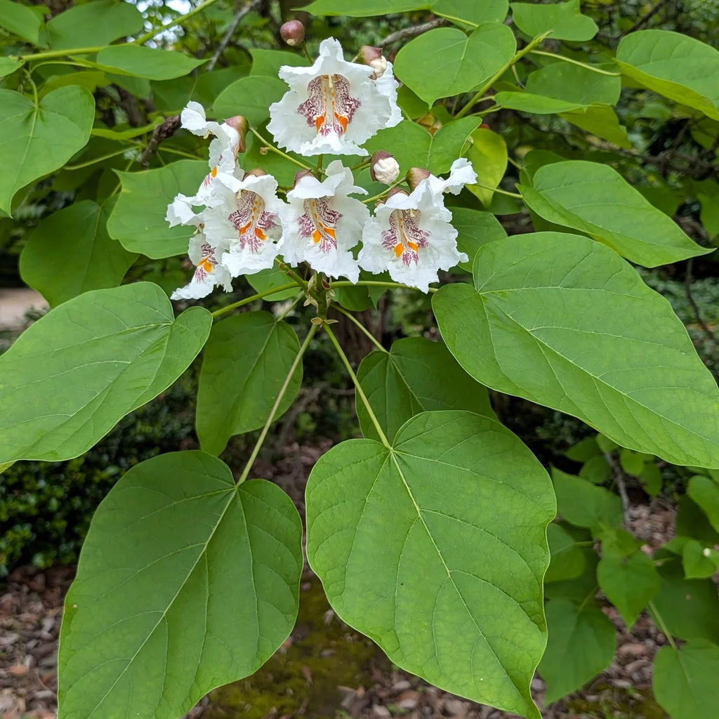 Southern Catalpa