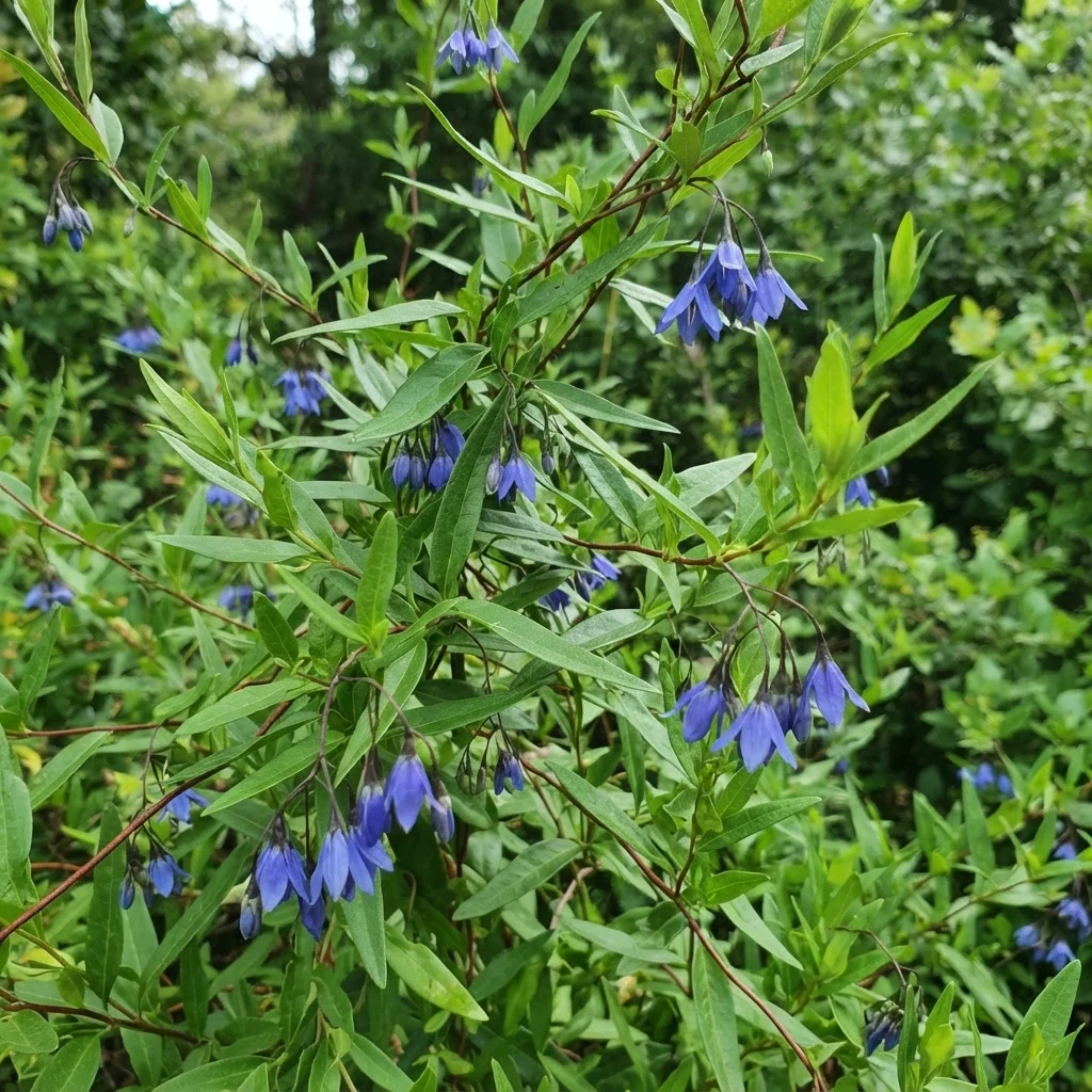 Bluebell Creeper
