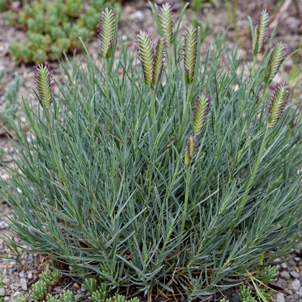 Seashore Saltgrass
