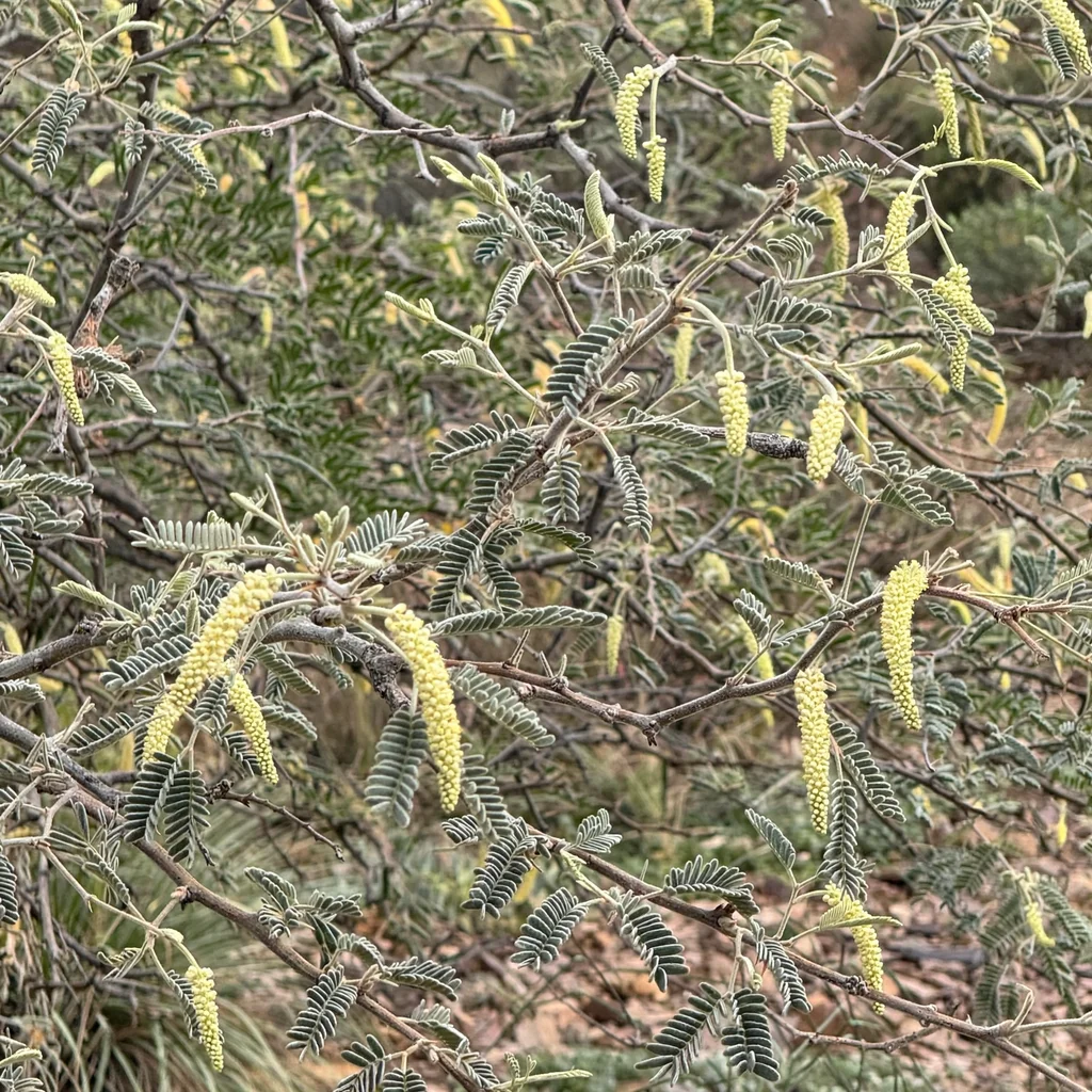 Velvet Mesquite