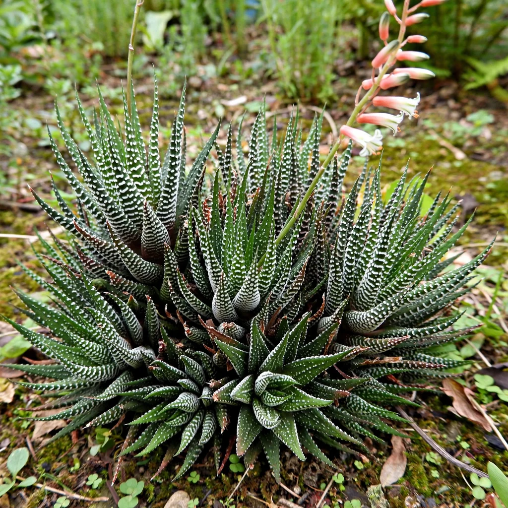 Zebra Haworthia