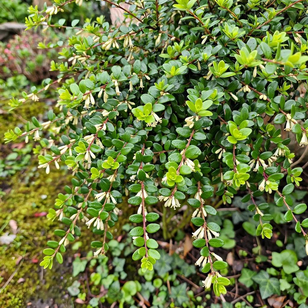 Box Honeysuckle