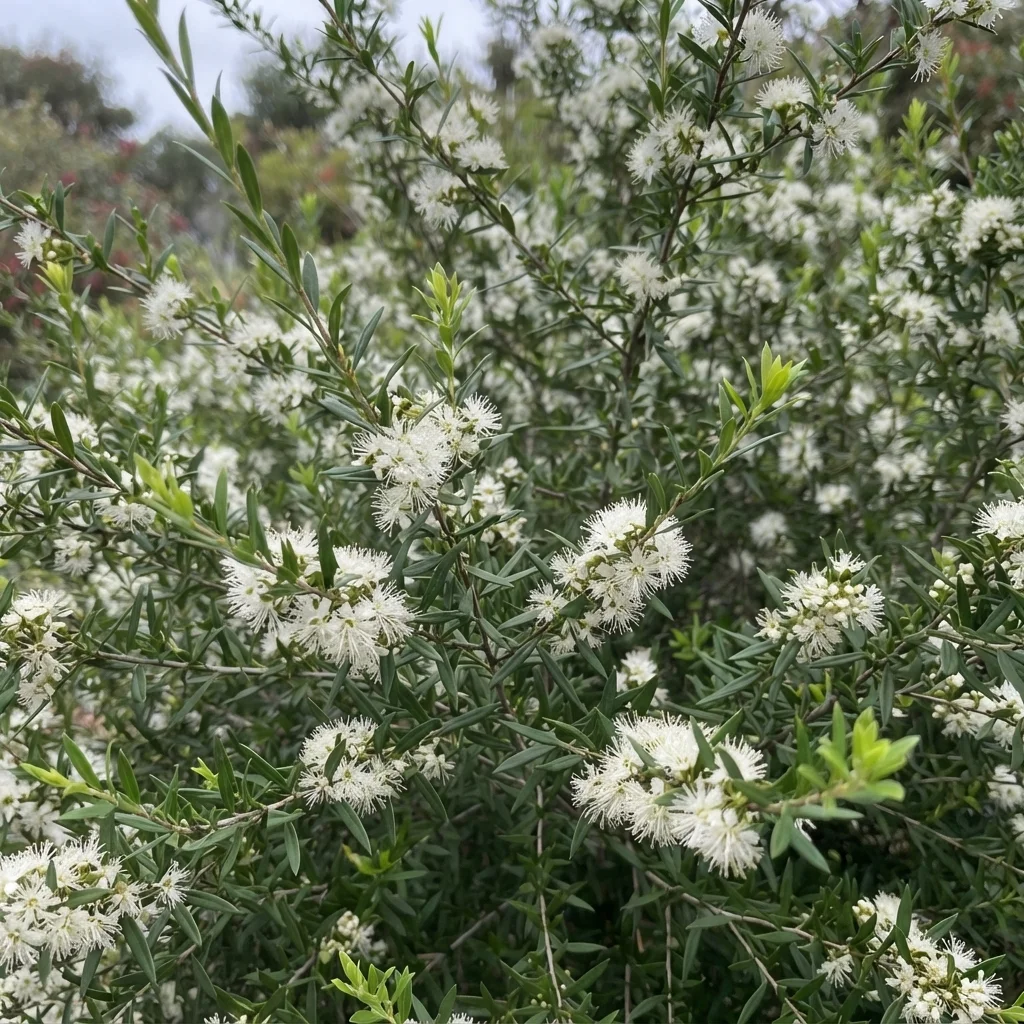 Yarra Burgan