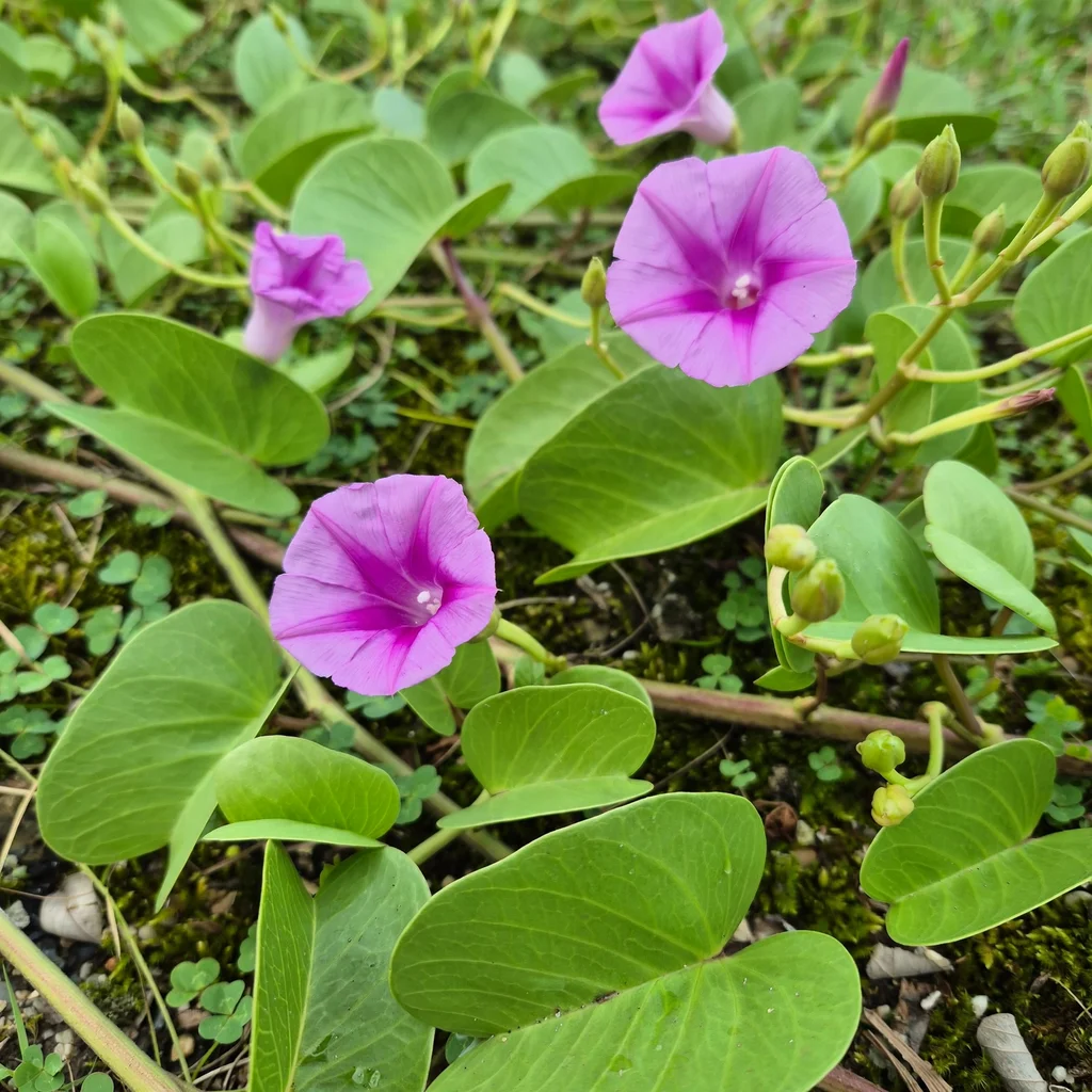Railroad Vine