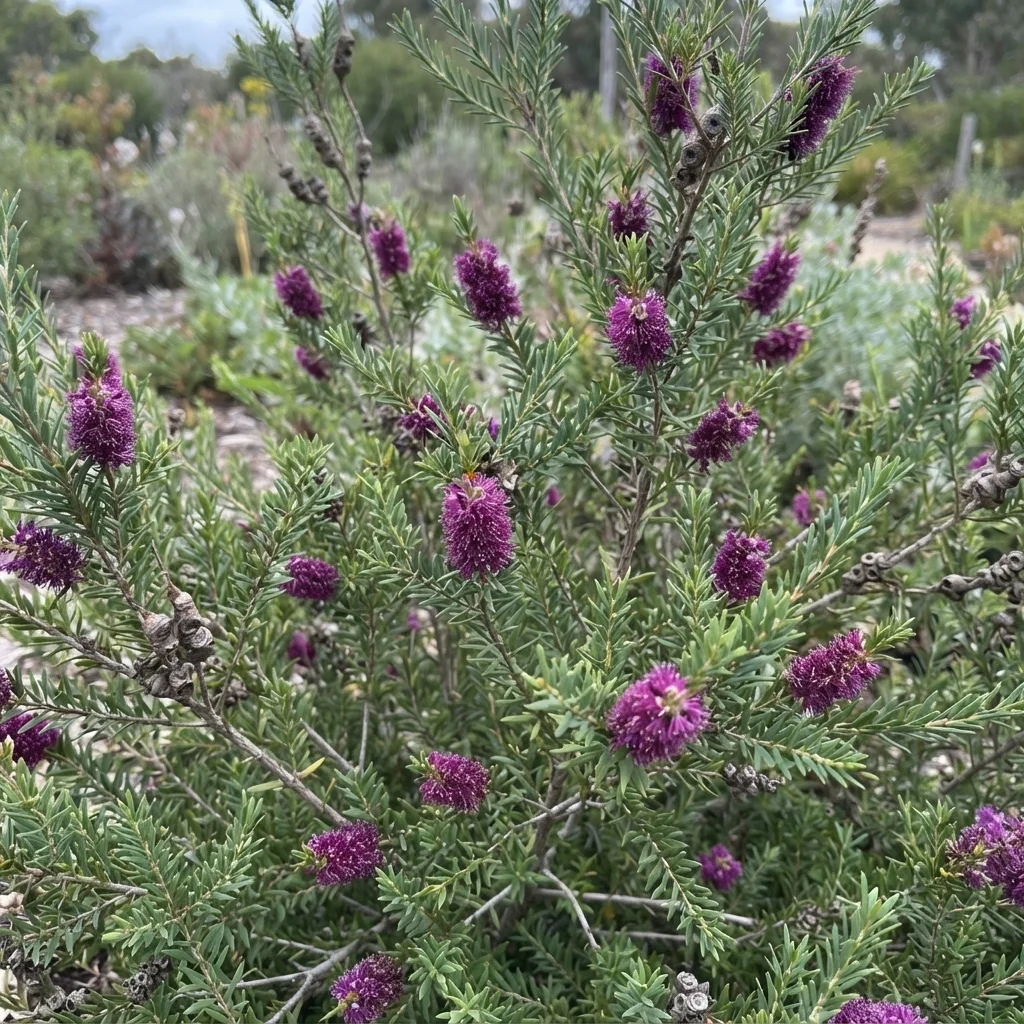 Cross-leaved Honey-myrtle, Cross-Leaf Honey Myrtle, Totem Poles