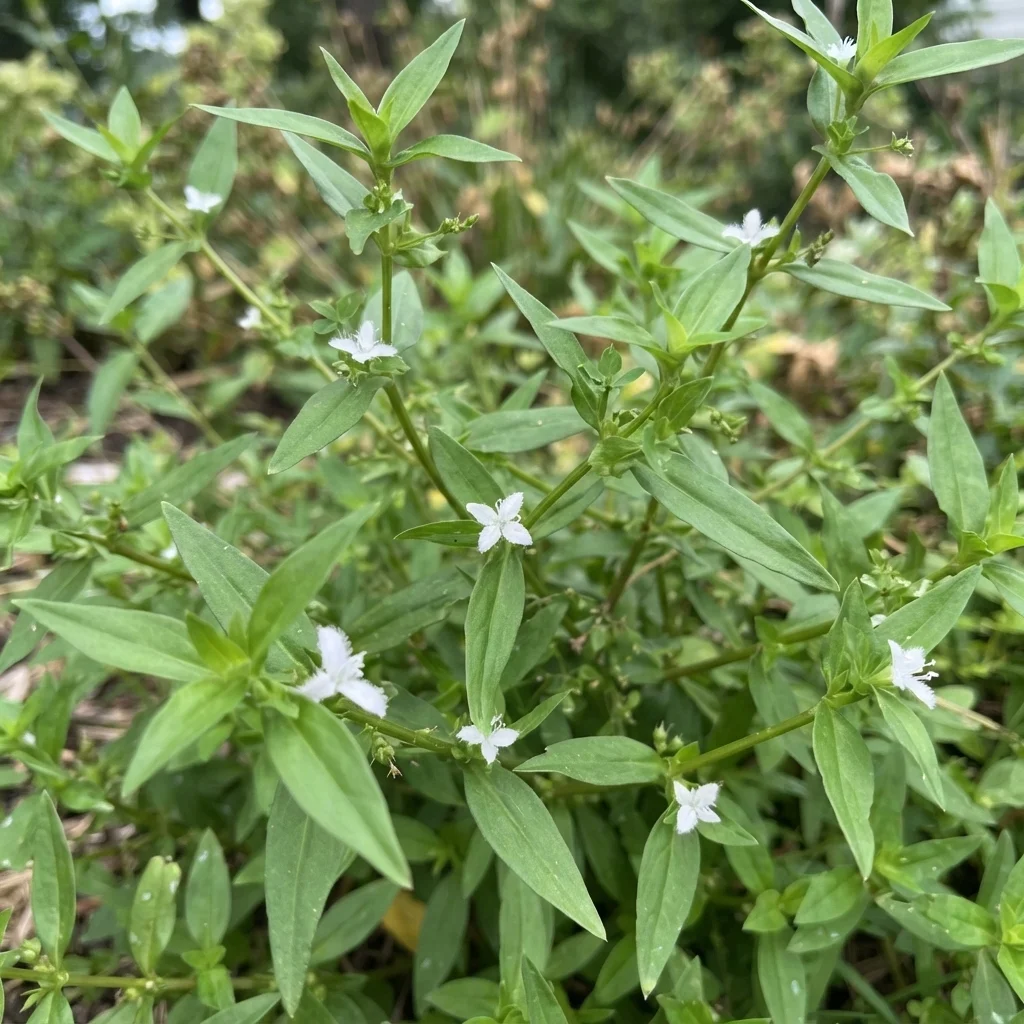 Virginia Buttonweed