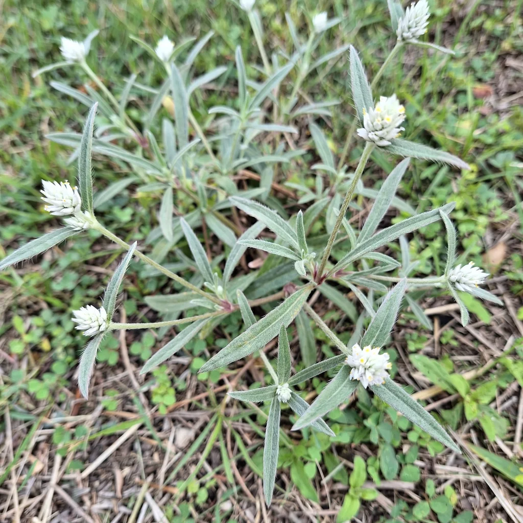 Soft Khakiweed