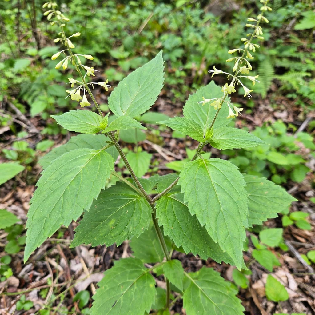 Richweed