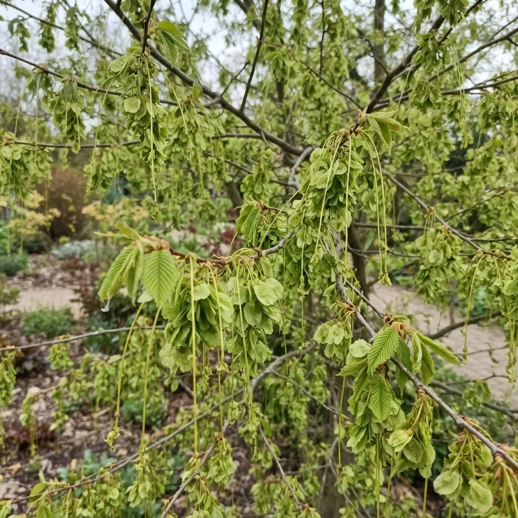 European White Elm