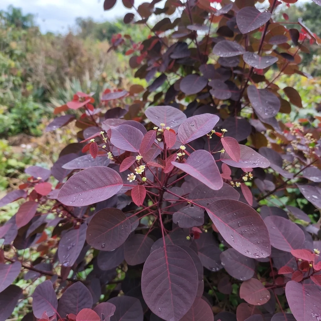 Caribbean Copper Plant