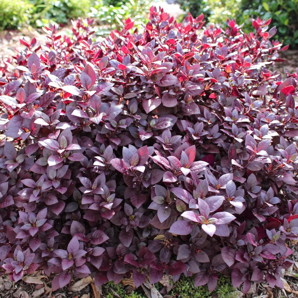 Little Ruby Alternanthera
