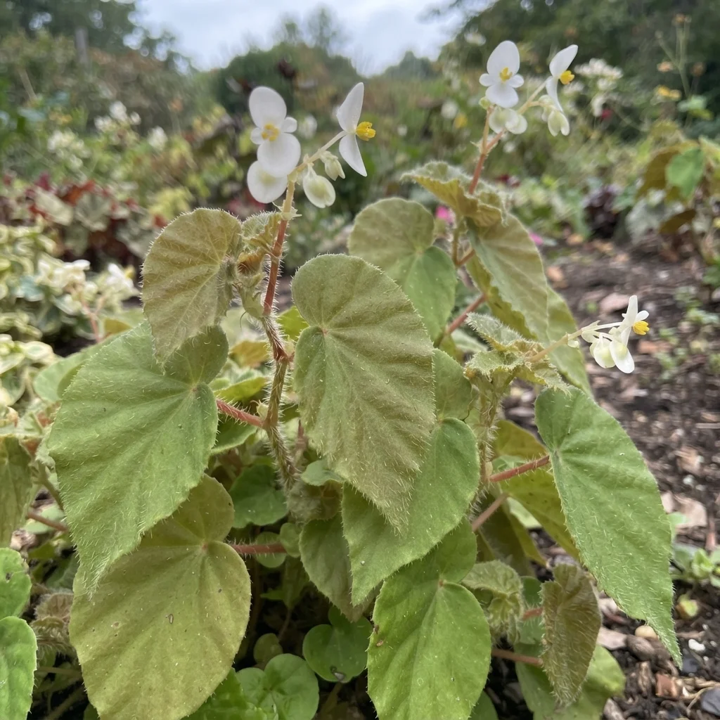 Brazilian Begonia
