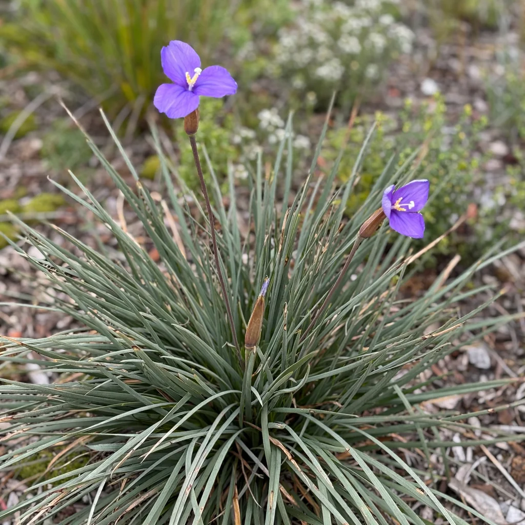 Purple Flag