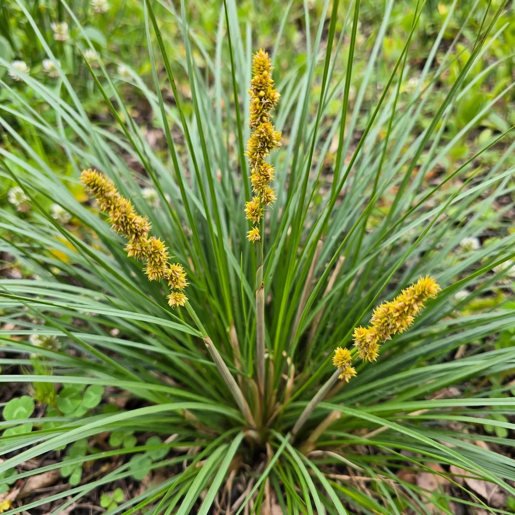 Yellowfruit Sedge