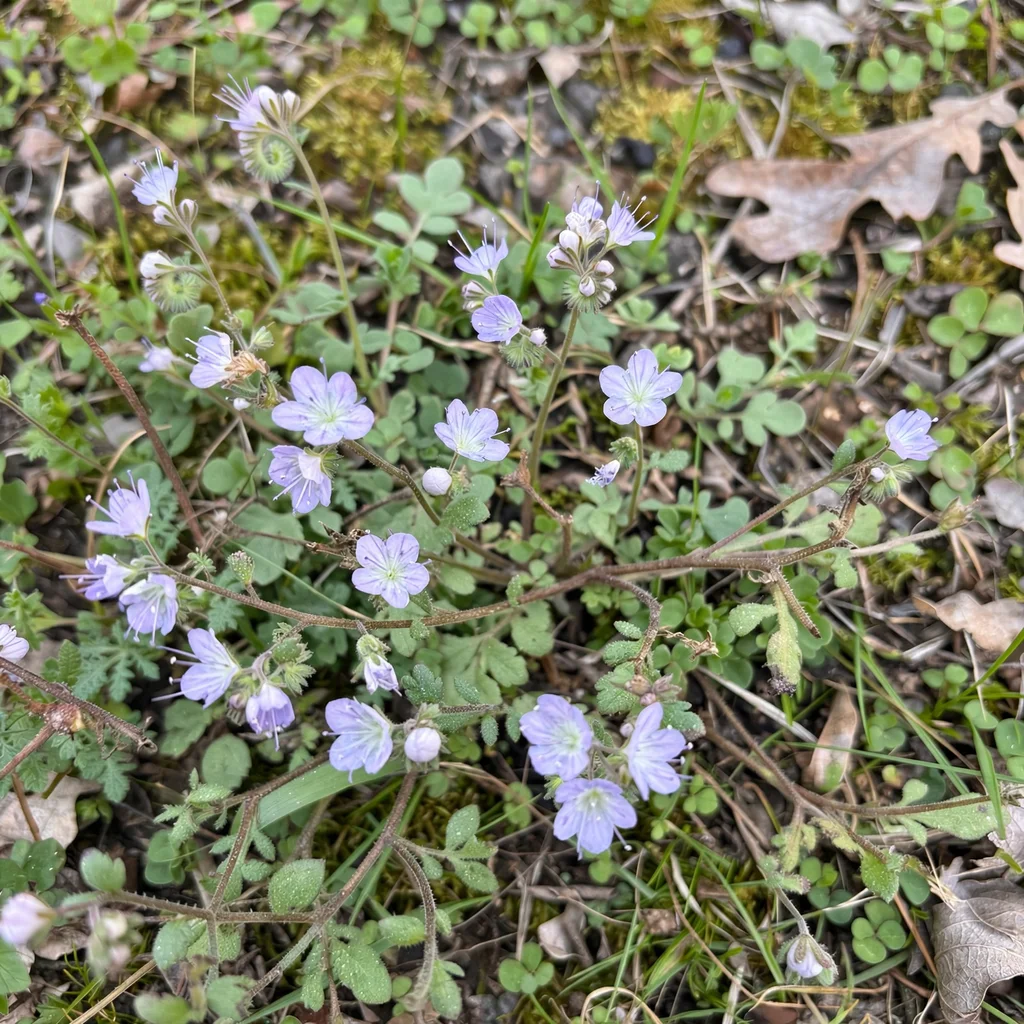 Smallflower Phacelia