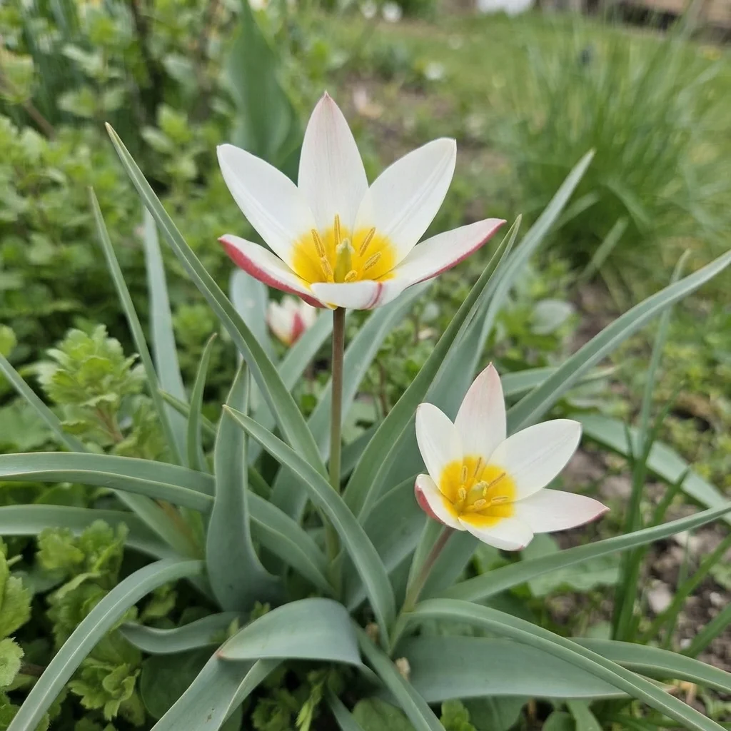 Lady Tulip