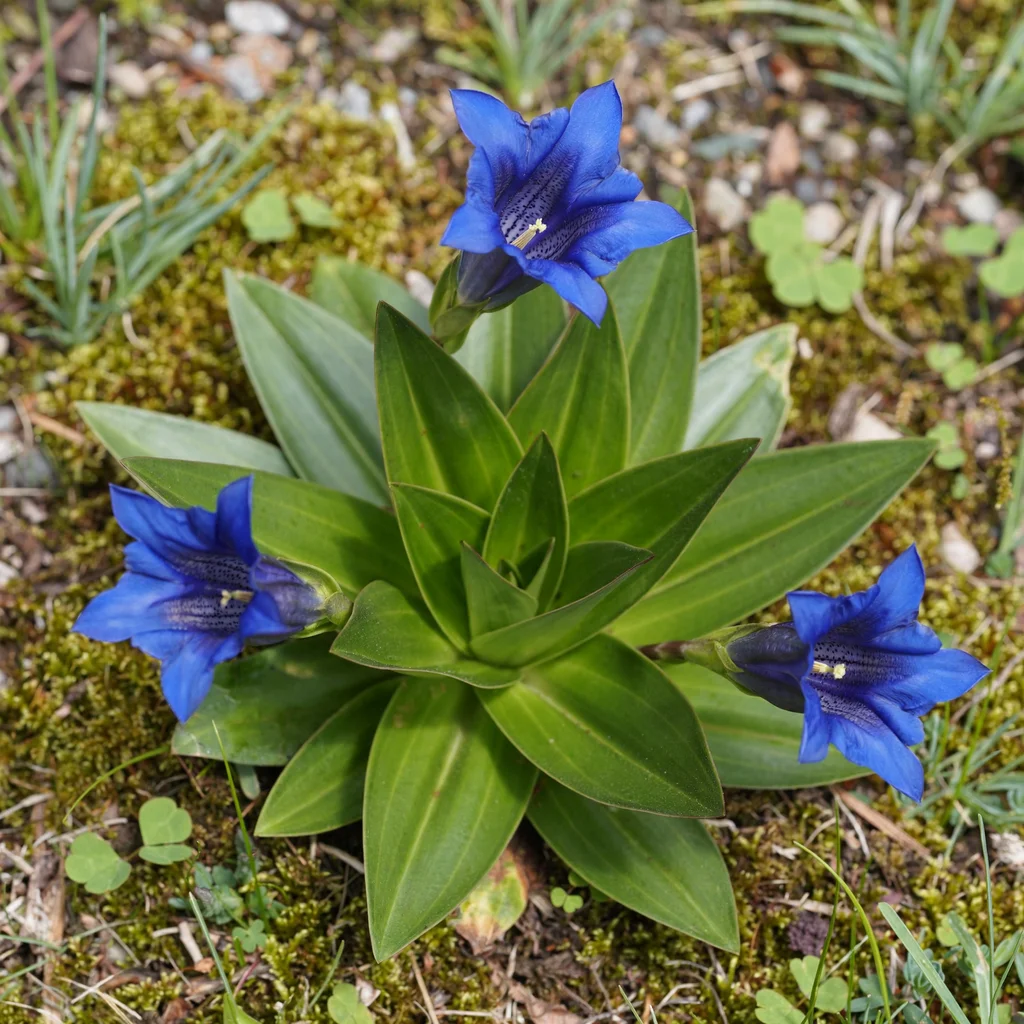 Clusius' Gentian