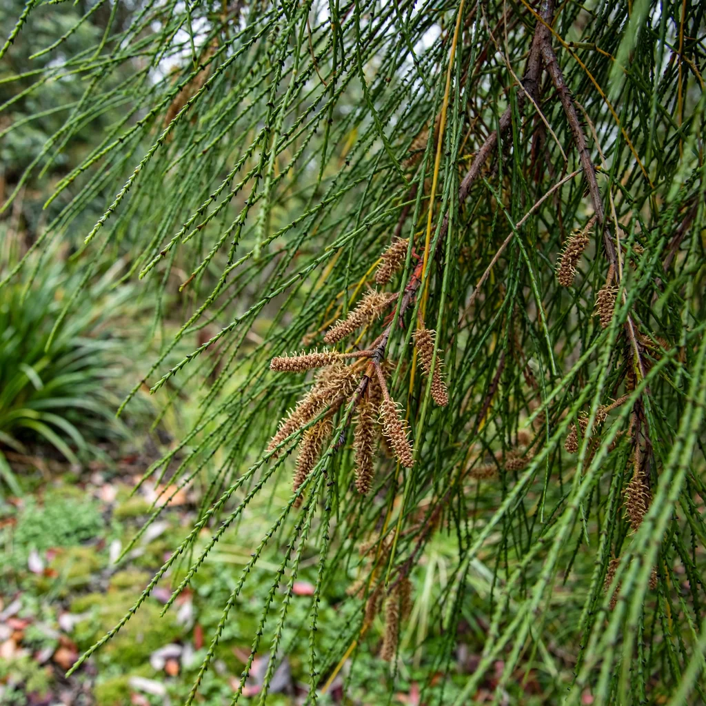 Dwarf Sheoak