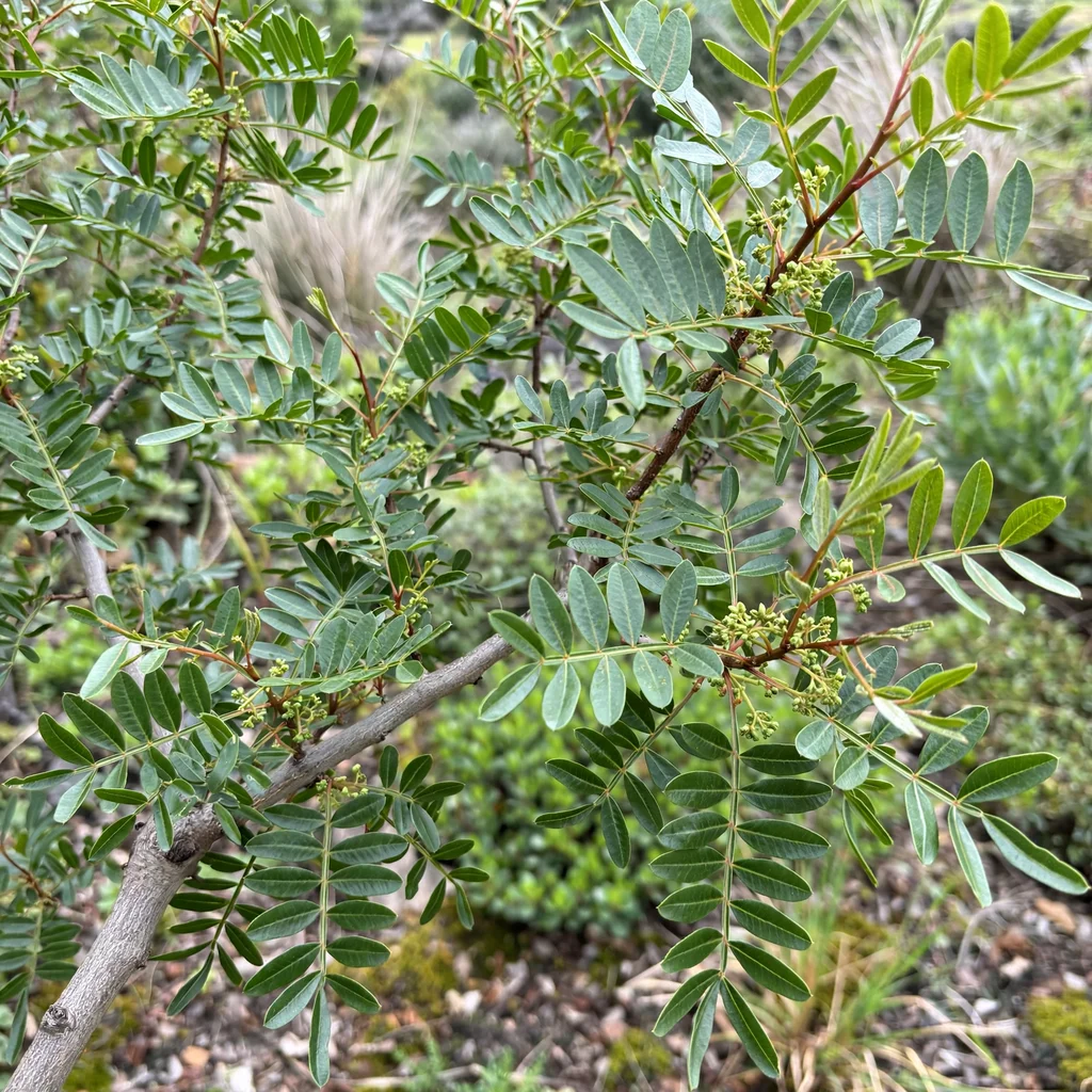 Mastic Tree