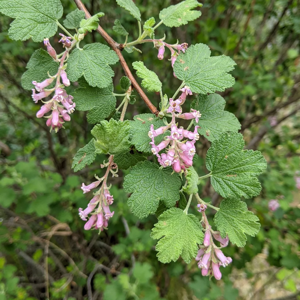 Chaparral Currant