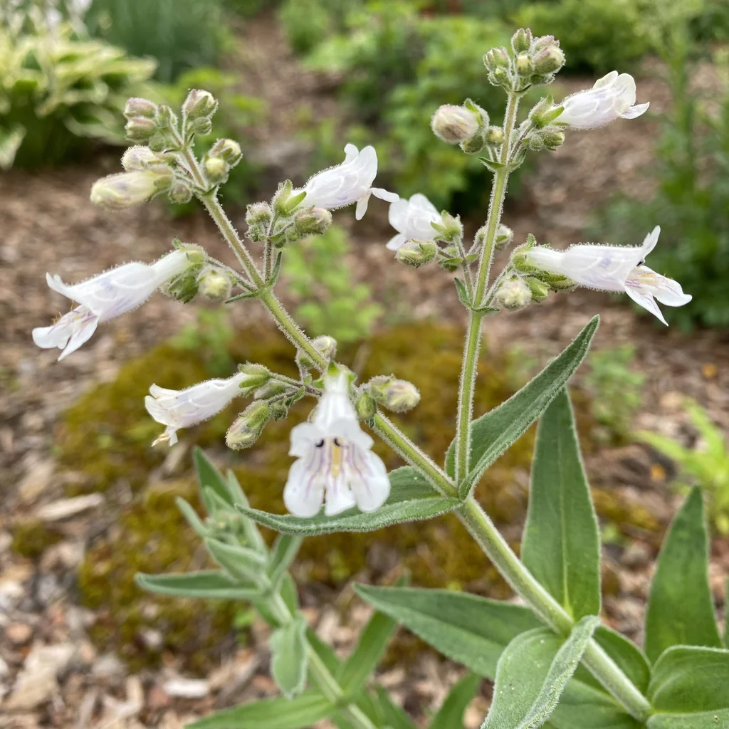 Pale Beardtongue