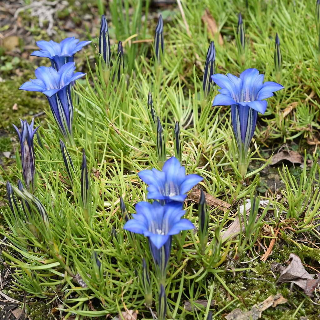 Showy Chinese Gentian