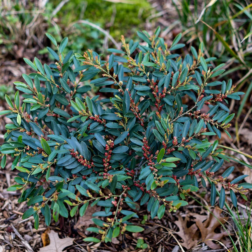 Blue Cascade Distylium