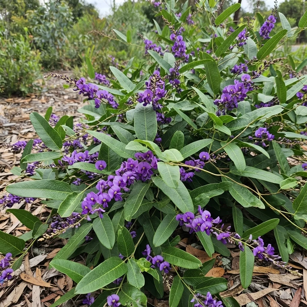 Purple Coral Pea