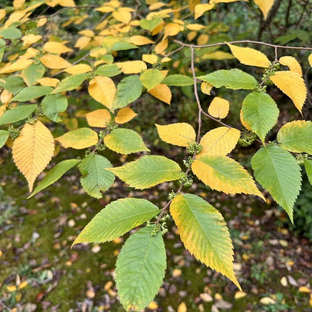 September Elm