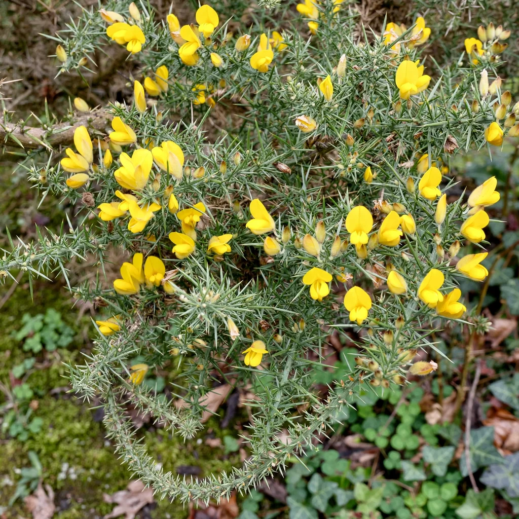 Gorse