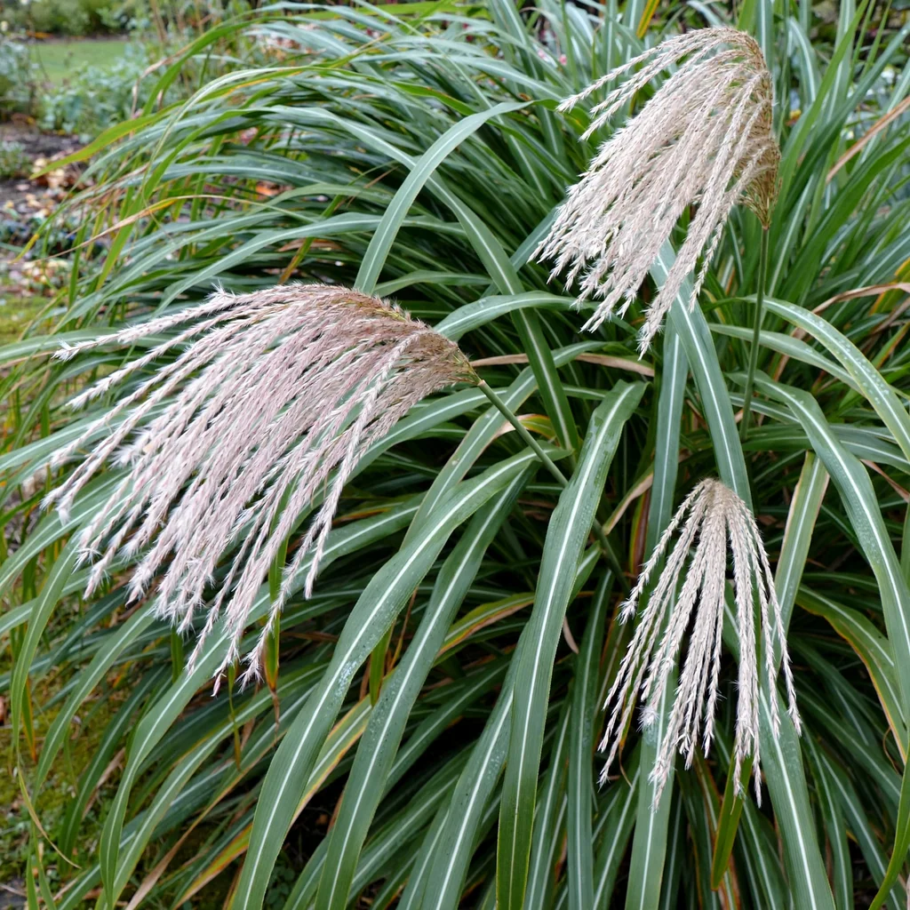Giant Miscanthus