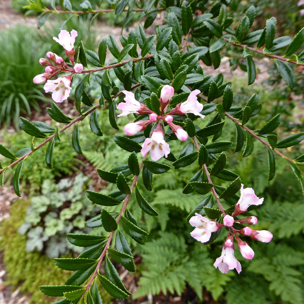 Apple Blossom Escallonia