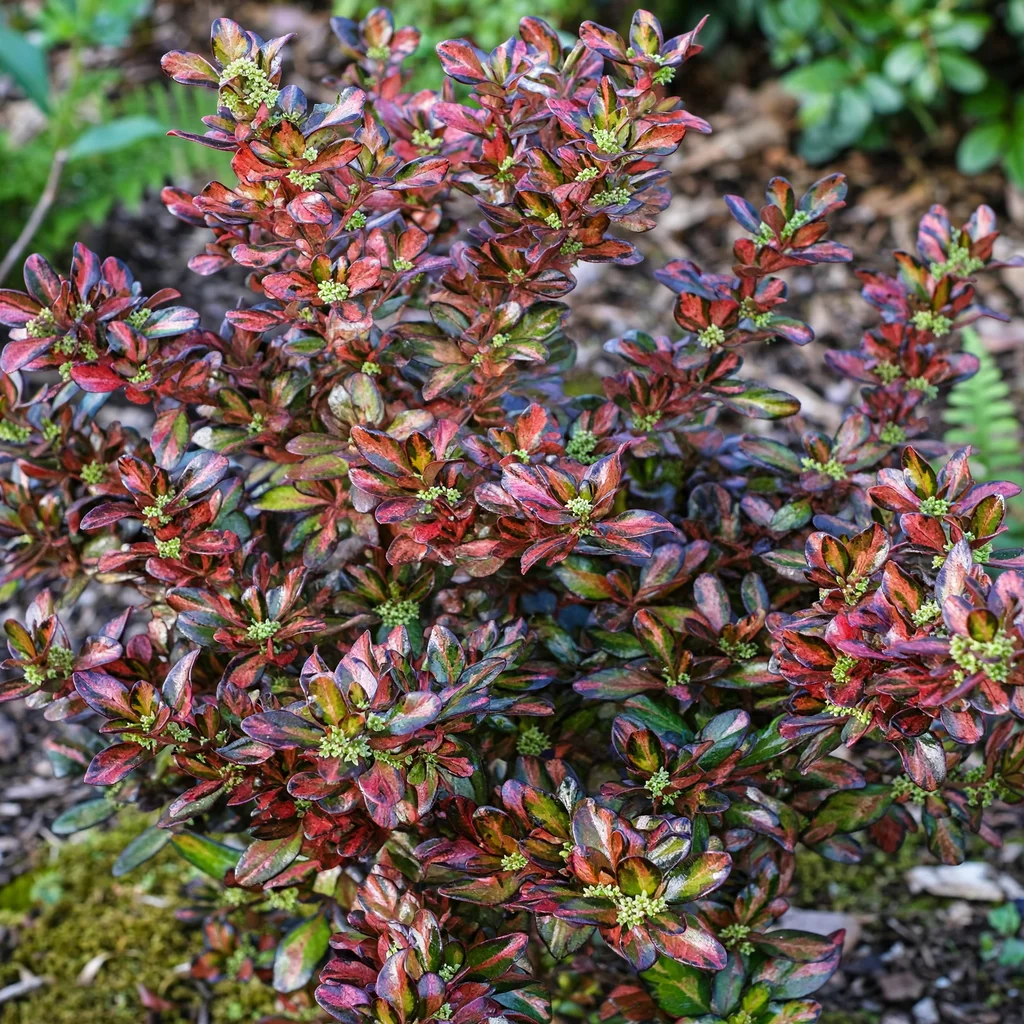 Evening Glow Mirror Plant