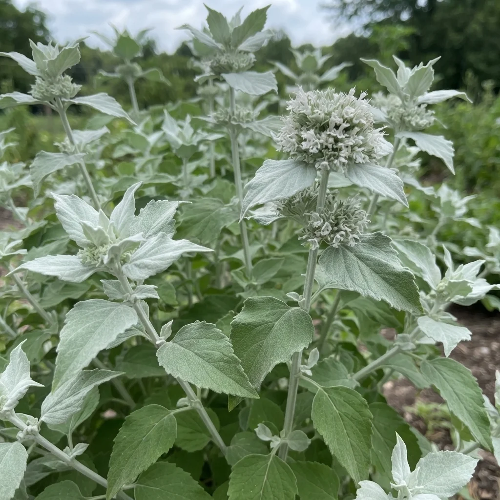 Hoary Mountainmint