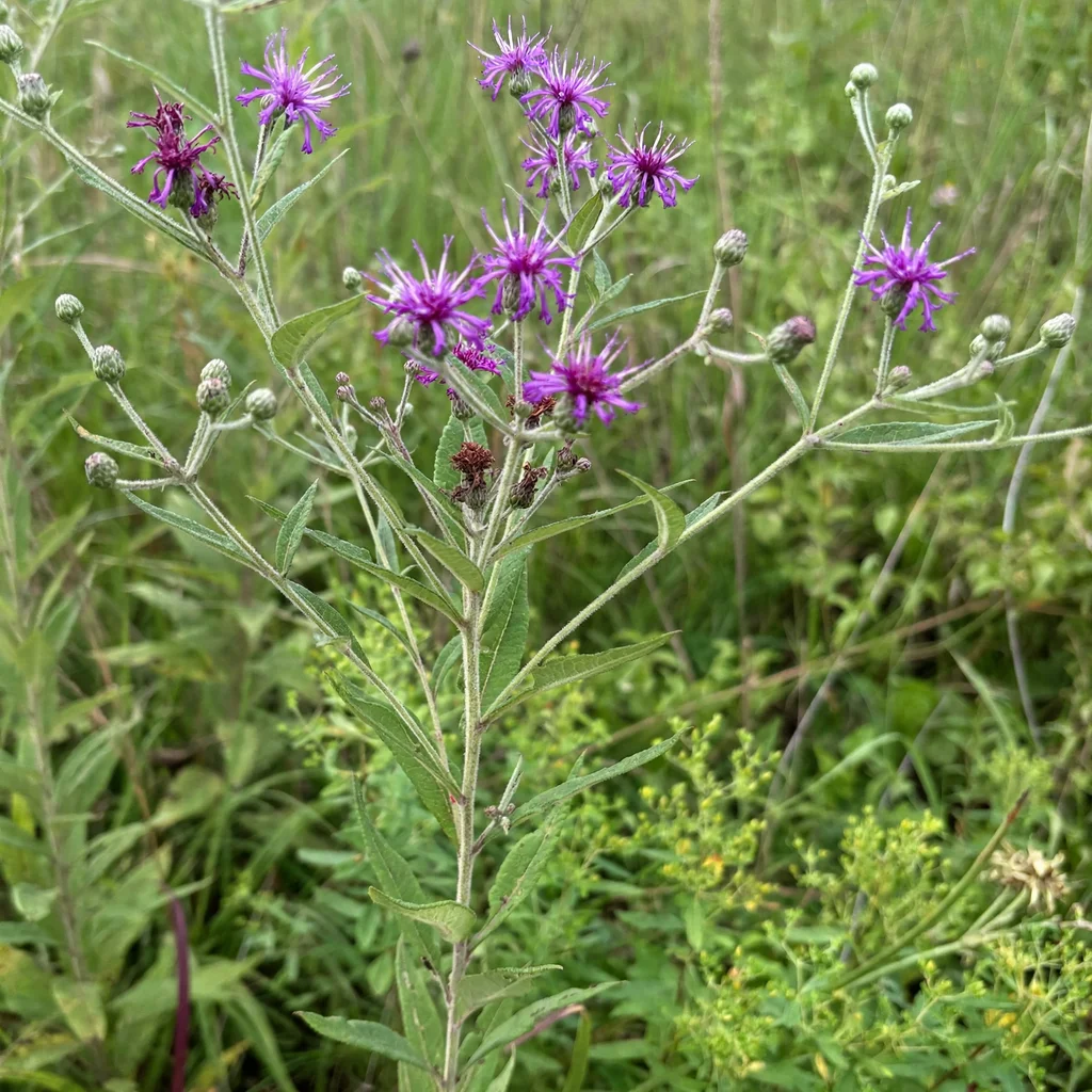 Missouri Ironweed
