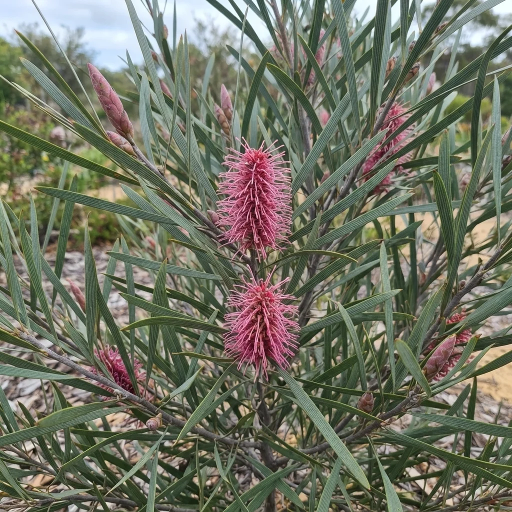Bottlebrush Hakea, Emu Tree, Grass-leaf Hakea