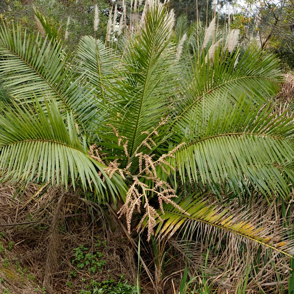 Majesty Palm