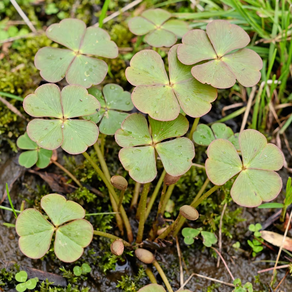 European Water Clover