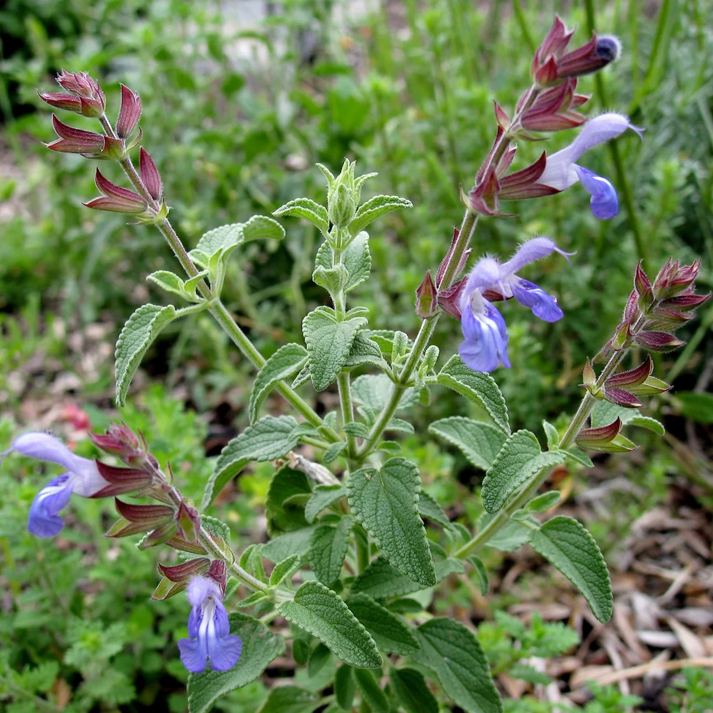Wild Sage