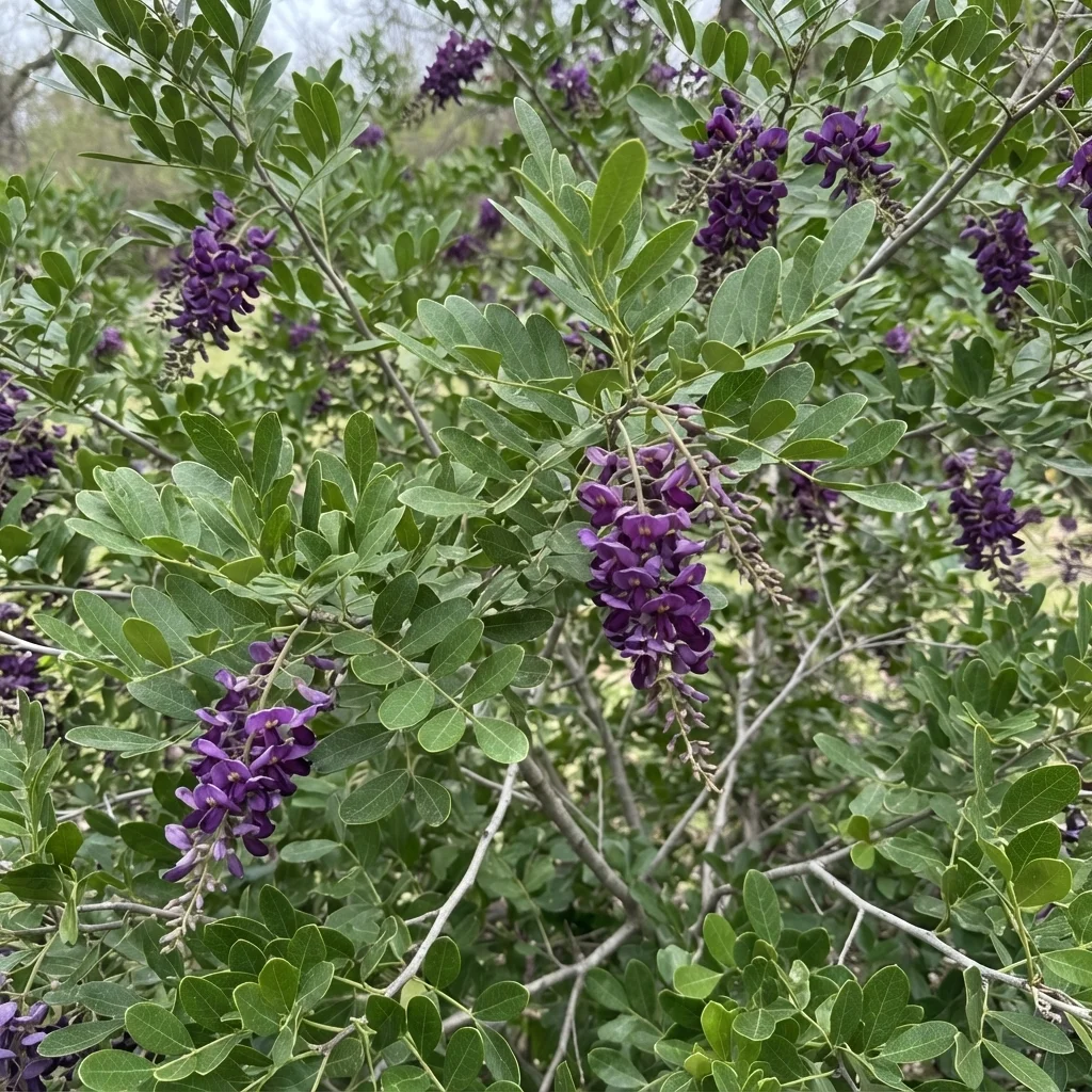 Texas Mountain Laurel